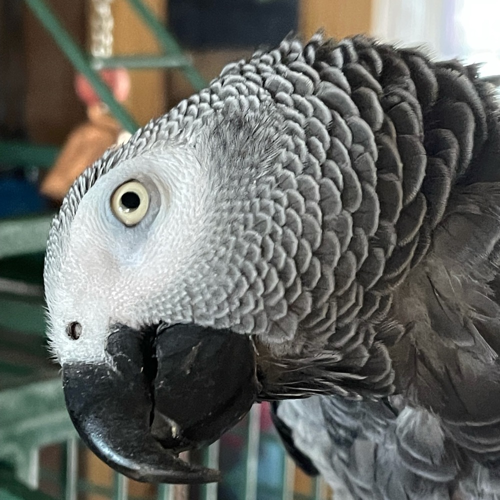 Meet your Posher, Debbie